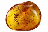 Large Fossil Ant, a Fly and a Coprolite in Baltic Amber #170054-3